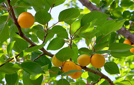 立夏吃個(gè)杏，到老沒(méi)有病