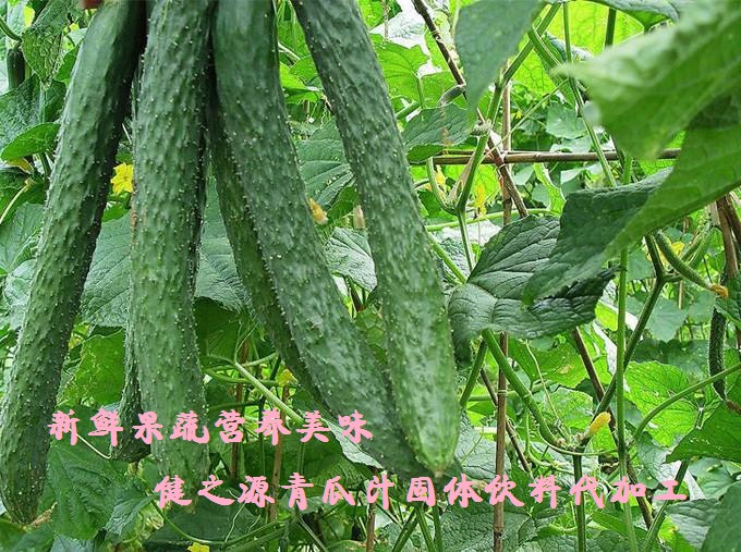 青瓜的六大營養(yǎng)價(jià)值，你知道嗎？